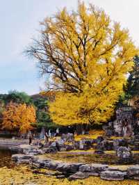 別擠廣化寺！香山公園這個機位也超美的！。