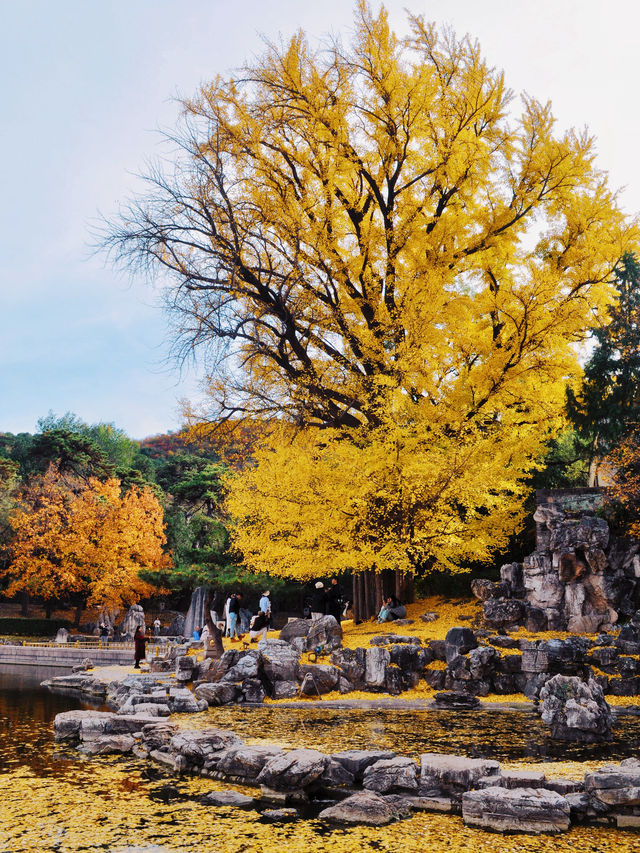 別擠廣化寺！香山公園這個機位也超美的！。