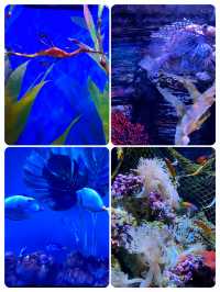 澳洲陽光海岸水族館‖一個專為孩子們打造的海洋奇遇地。