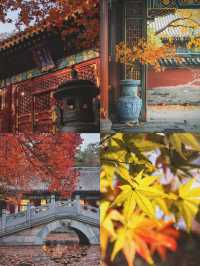 北京香山紅葉已進入觀賞倒數！