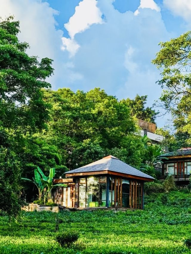 雲南的酒店｜讓我住進山水茶園中。