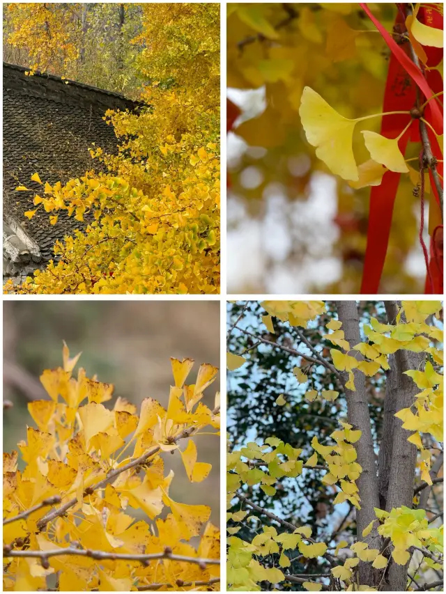 One-day tour of Chengdu, a guide to visiting Wenshu Monastery and admiring the ginkgo trees.