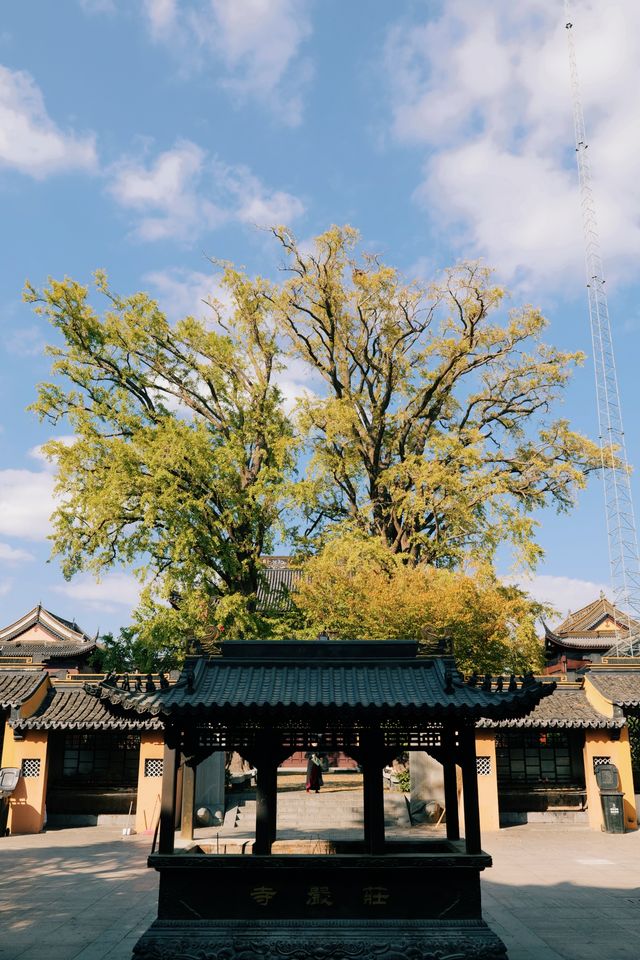 莊嚴寺銀杏｜看過了，馬上就到醉美時刻了。