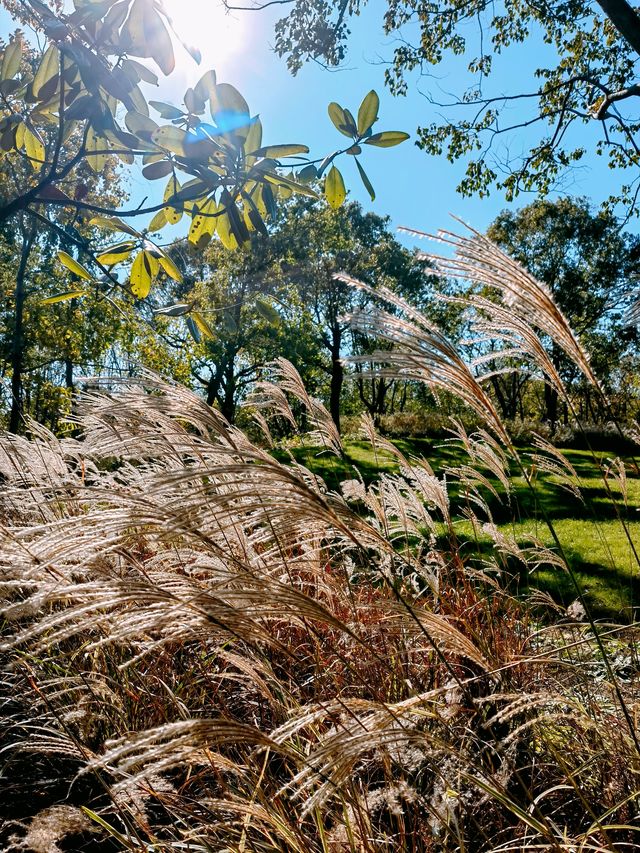 上海寶山，吳淞炮台灣國家濕地公園。