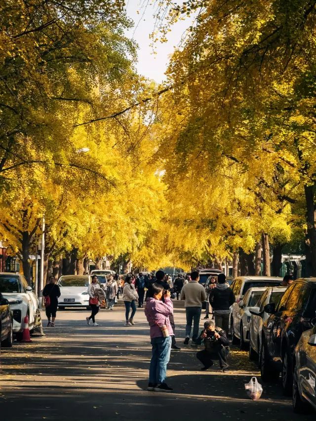 Sanlitun East 5th Street Ginkgo Avenue | Beijing Autumn Check-in Spot.