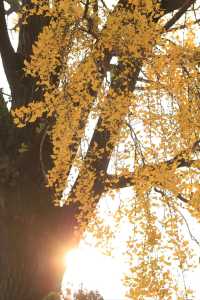 蘇州上方山森林公園