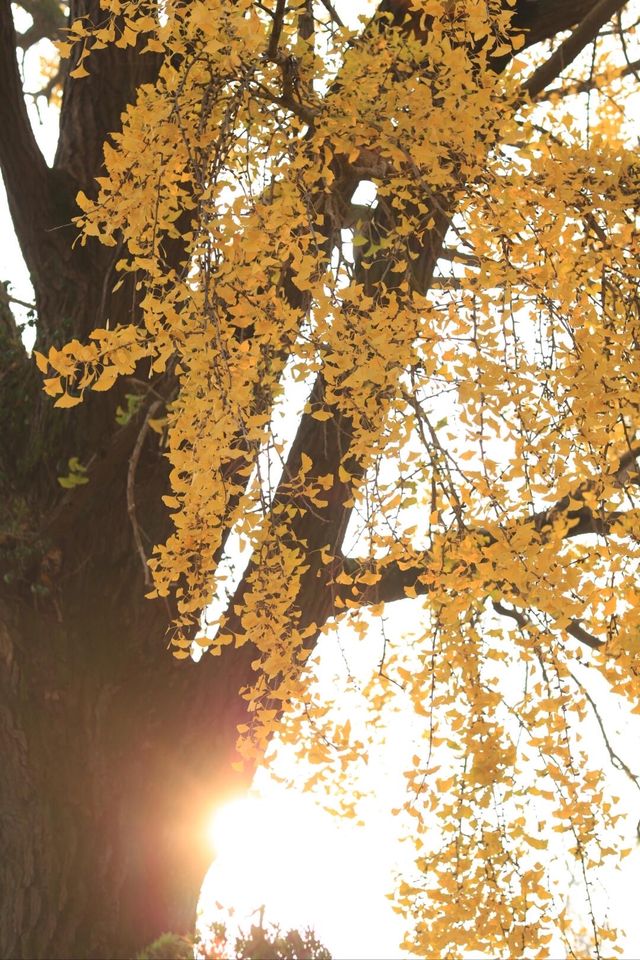蘇州上方山森林公園