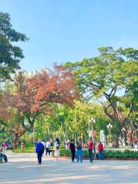 廣州人民公園楓葉手機直拍！真的已經紅了