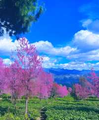 無量山櫻花谷冬日浪漫