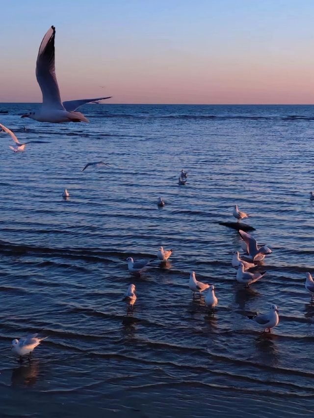 "去北戴河看一場海鷗·日落的浪漫電影"