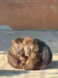 冬季反向遊 | 來杭州野生動物園與動物親密互動（附攻略）
