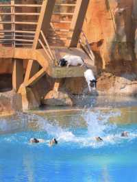 唯美動物園／大馬戲／溫泉 保姆攻略合集