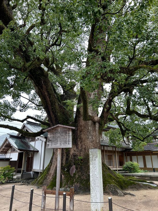 日本旅行不花冤枉錢人均3k就夠了