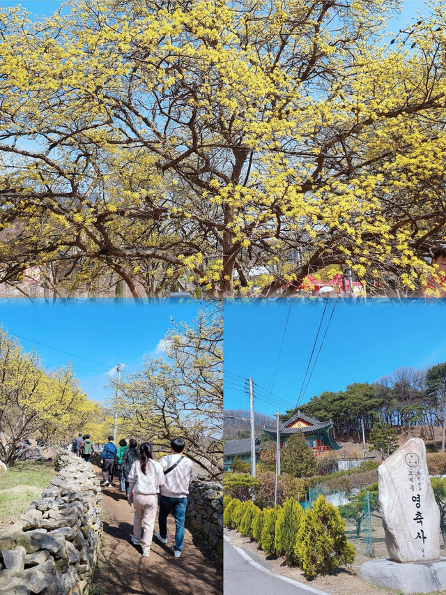 小白必看！韓國利川，必去之地