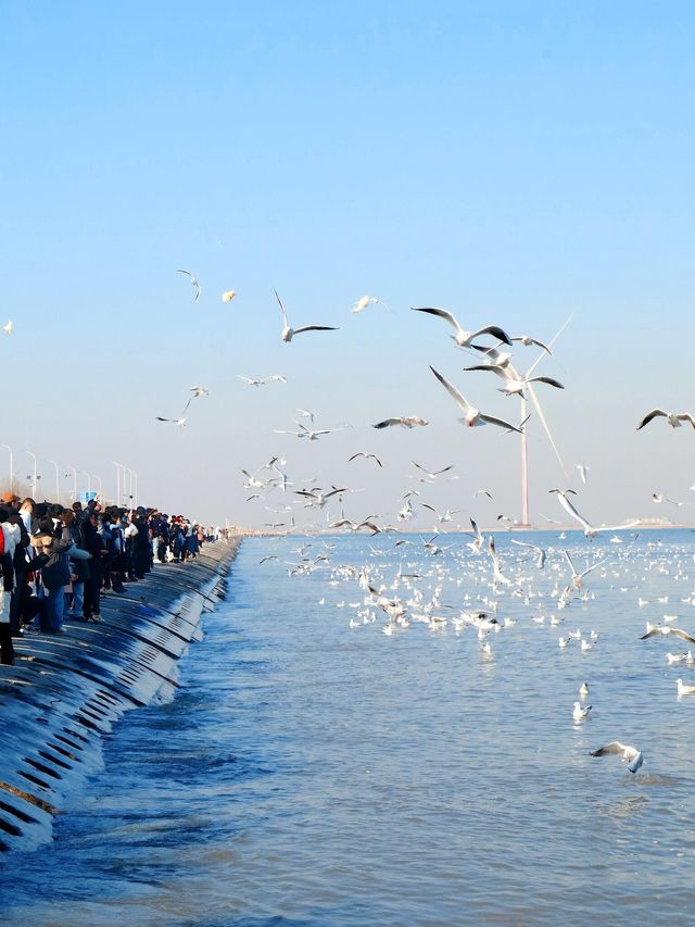 冬天總要來天津看一次海鷗吧