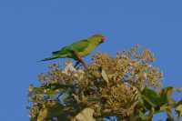Common Animals in the Royal Botanical Gardens of Kandy