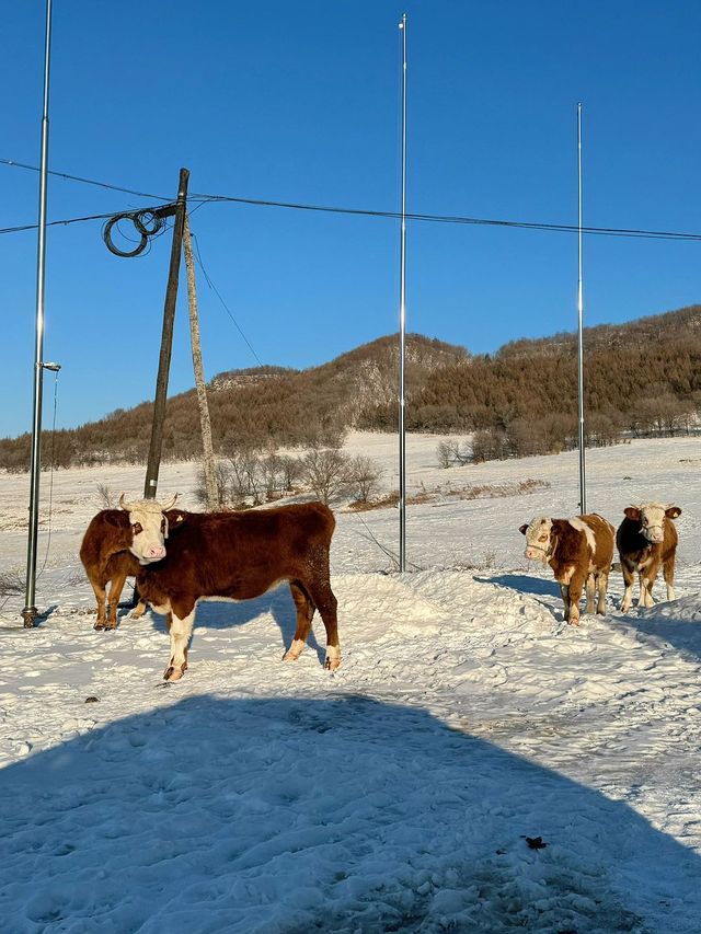 哈爾濱-雪鄉2日遊 超詳細攻略看完再出發