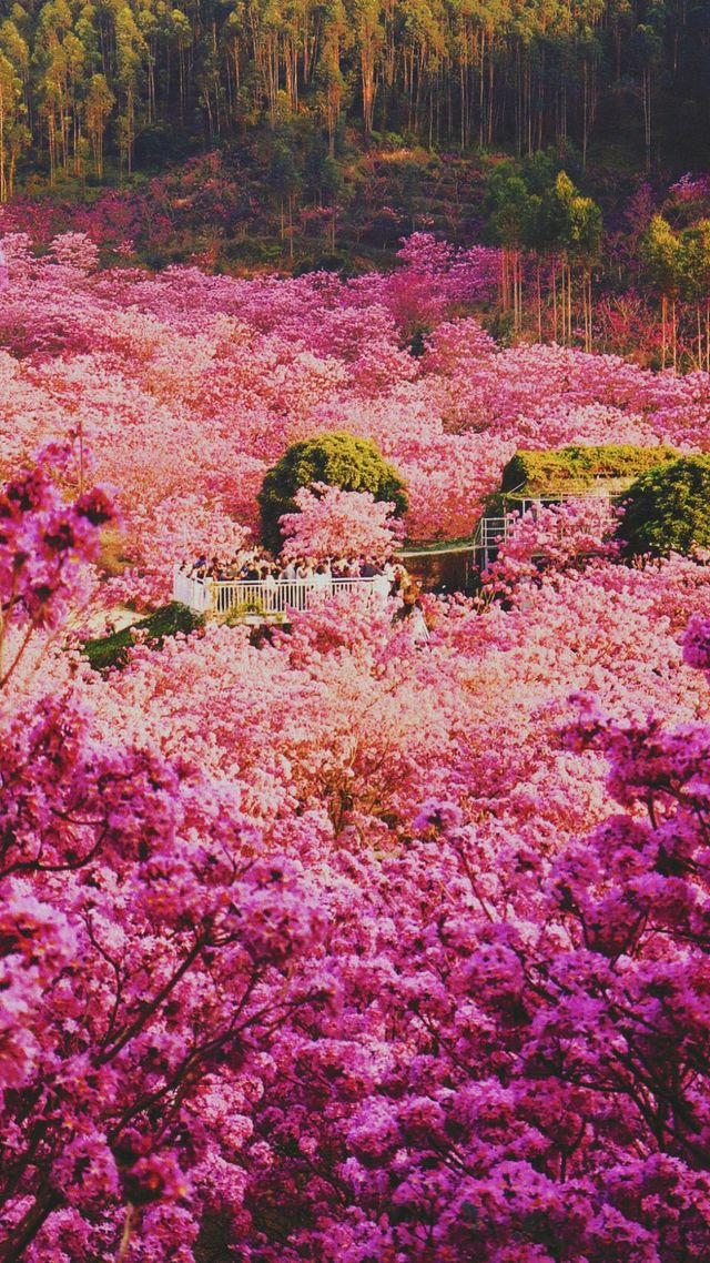 《江門之旅：圭峰山與紫花風鈴木的奇妙之行》