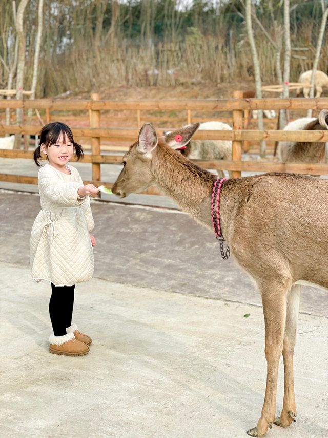 成都出發1h ｜餵奶牛餵小動物 遛娃…