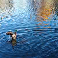 探秘阿爾伯特公園：米德爾斯堡的自然秘語