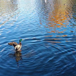 Explore Albert Park: The Natural Secret of Middlesbrough