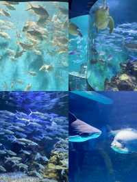 長沙海底世界旅遊攻略