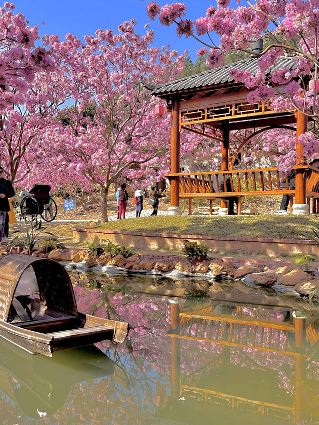 江門綠美生態園🌸 广东紫花風鈴木盛開，冬日如春！