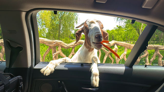 【南通森迪】住在動物園裏，來了就不想回家