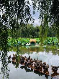 冬日雲南遊昆明-大理-麗江 美景與溫暖全都有