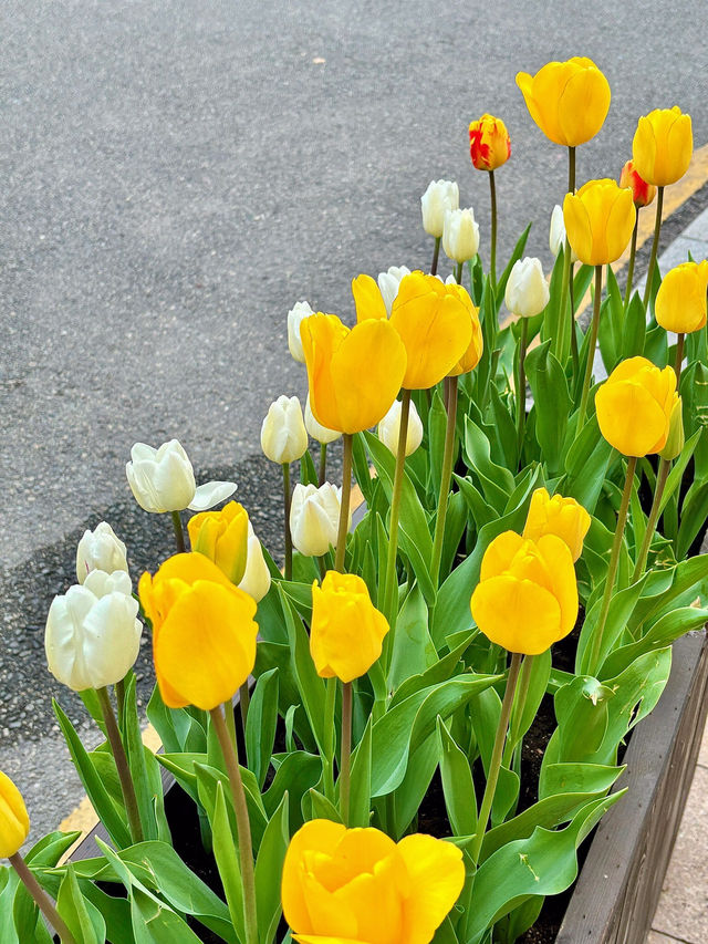 🌷 深圳的花之仙境 - 仙湖植物園的鬱金香 🌷