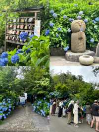 誤入童話！日本秋田雲昌寺的繡球花海仙境