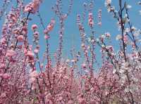 西安春日賞花全攻略 | 8個浪漫花海打卡地