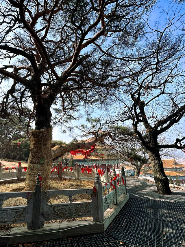 延吉東來寺 | 一日淨化心靈之旅攻略