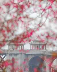 龜山公園的櫻花