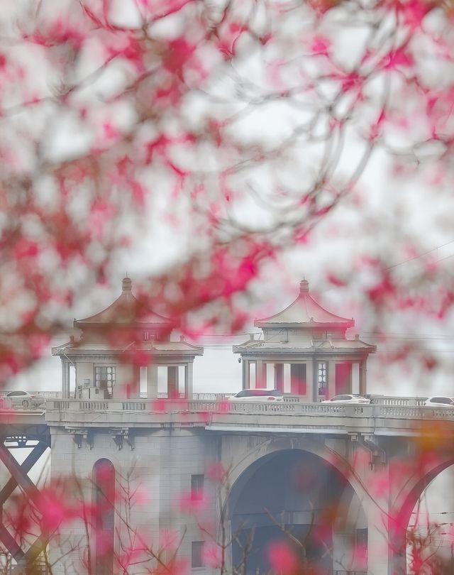龜山公園的櫻花
