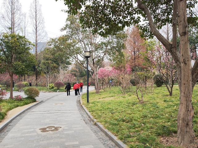真如公園梅花景