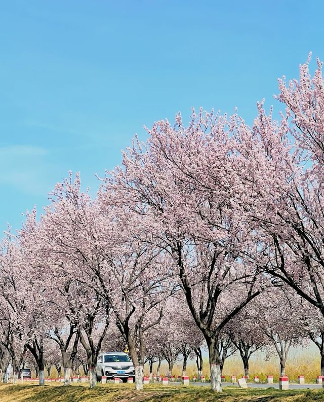 黃河大壩紫葉李大道