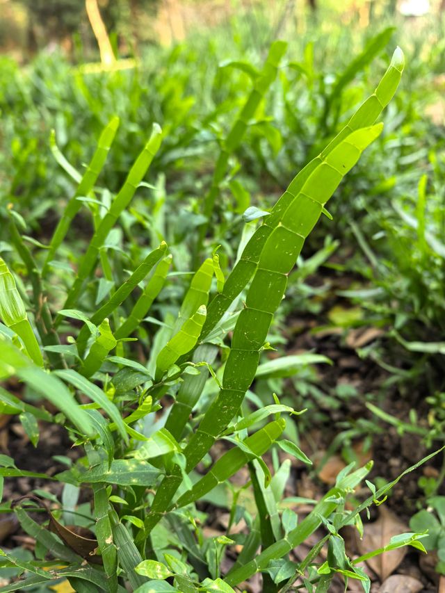 深圳筆架山體育公園 | 春日花箋