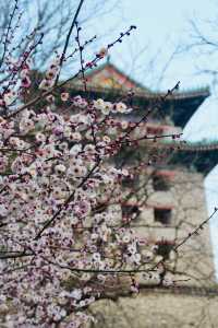明城牆遺址公園，賞花正當時！