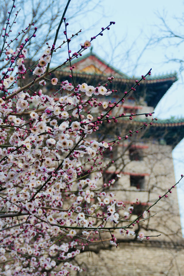 明城牆遺址公園，賞花正當時！
