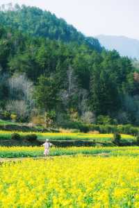 婺源油菜花實況播報｜想去嘅姊妹請再等一周