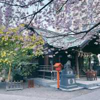 神社裡金與粉的世界⛩️