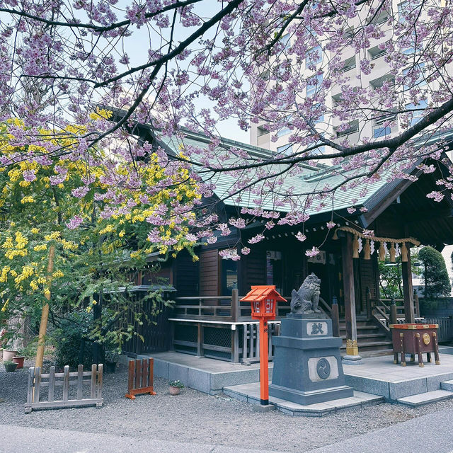 神社裡金與粉的世界⛩️