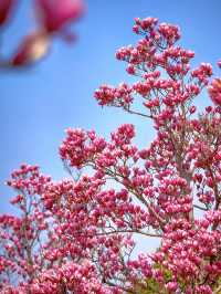 上海唯一玉蘭花鬱金香同框寶藏公園