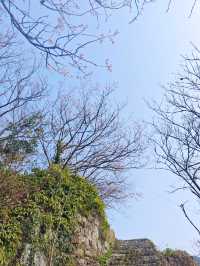 花期只有1週，錯過等一年