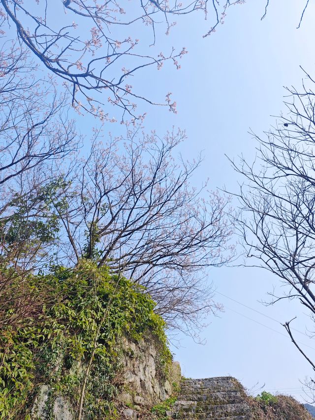 花期只有1週，錯過等一年