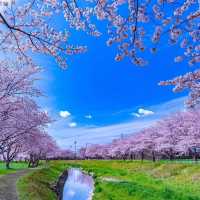 🌸2025福岡賞櫻攻略 | 本地人的私藏推介✨