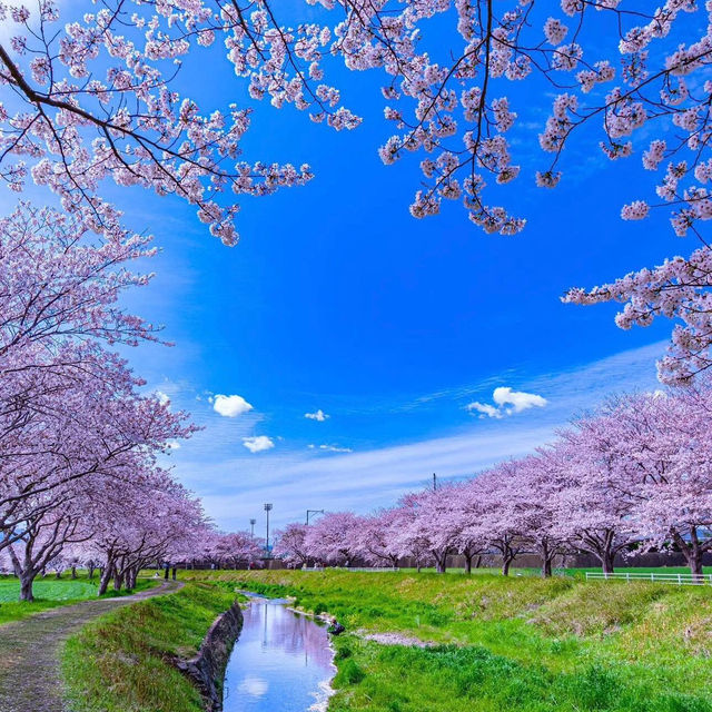 🌸2025福岡賞櫻攻略 | 本地人的私藏推介✨