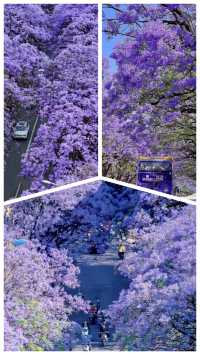 春城限定浪漫｜藍花楹漫遊指南