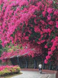 在深圳!一頭扎進漫山遍野的鮮花裏